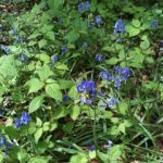 blue bells