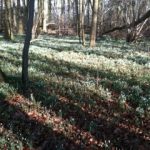 sneeuwklokjes