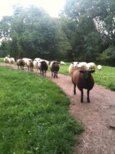 schapen_Rhijnauwen