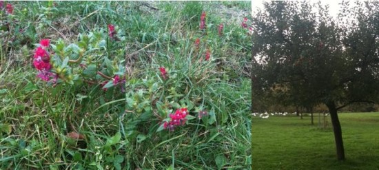 bloemen_appelboom
