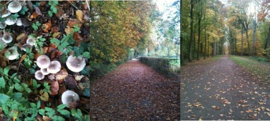 herfst-Innerlijke-Vriend-Zelfcompassie