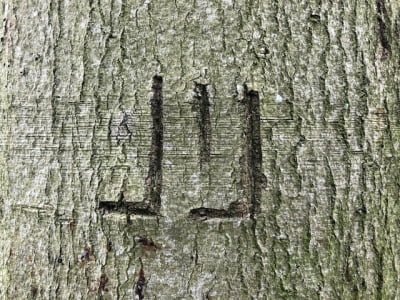 Jij-wandelcoaching-ontdek-je-talent