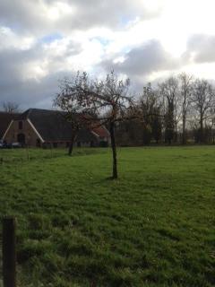 appelboom