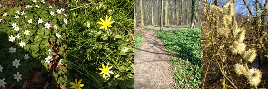 bosanemonen-speenkruid-daslook-wilgenkatjes bosanemonen-speenkruid-daslook-wilgenkatjes