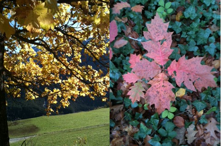 Herfst in Amelisweerd Herfst in Amelisweerd