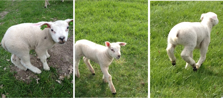 lammetjes