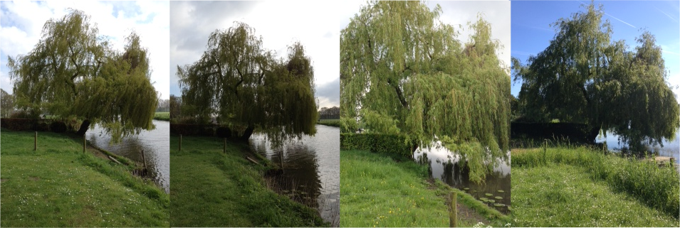 wilgen_2