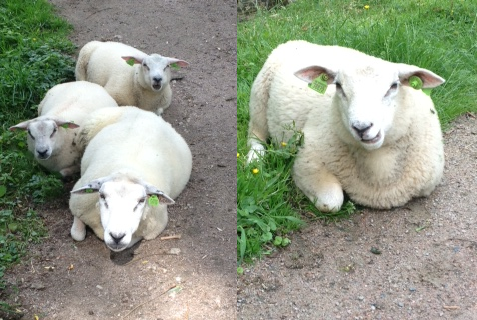Schapen_bij_het_fort