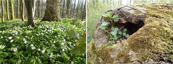 Beter in het Groen 20150423_groen2