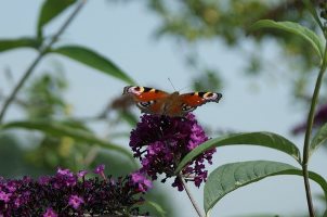 Vlinder in Winterswijk ????????