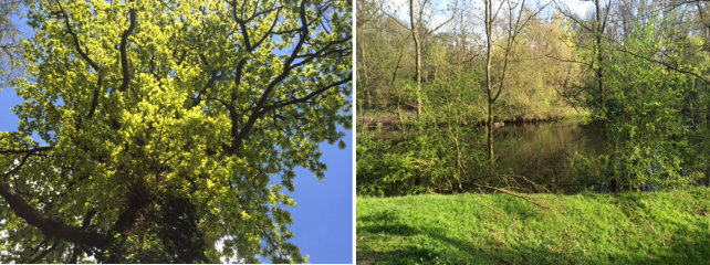 2015-05-05 1 groen