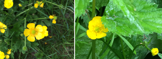 20150602_2_boterbloem