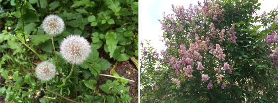20150602_2_pluis_bomen