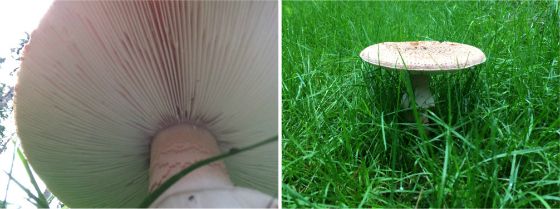 20150929paddestoelen2