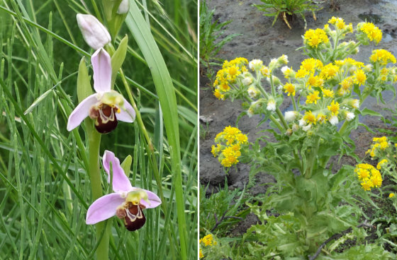 Transitie - 4 20160308bloemen