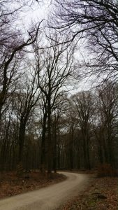 Ochtendzonlicht 6