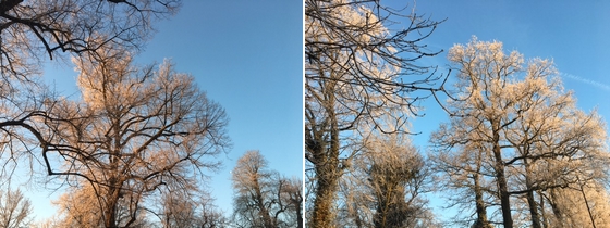 een-zalig-willen-bomen