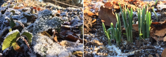 een-zalig-willen-ontluikend-groen