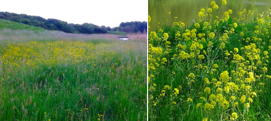 JolandaKluft_hooggevoelig_WandelcoachOpleiding
