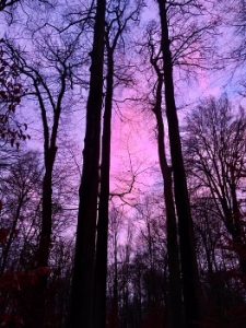 Zelfreflectie-Waarom-eik-geen-beuk_Hilde_Wandelcoach_Opleiding