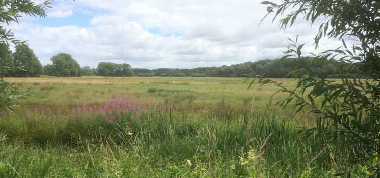 Wandelcoach-Marianne-Wildenberg-Amsterdamse-bos
