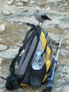 Wandelen in Canada - wandelcoach Ellen Pauw