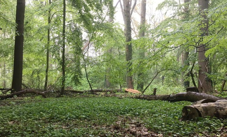 Marian-Zweers-Wandelcoach-Register-Opleiding-Amelisweerd