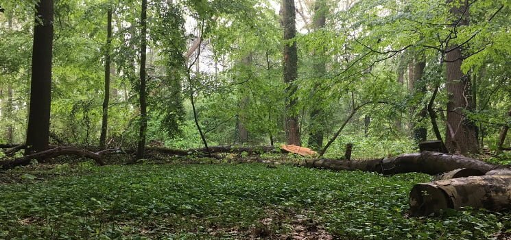 Wandelcoachen in het bos
