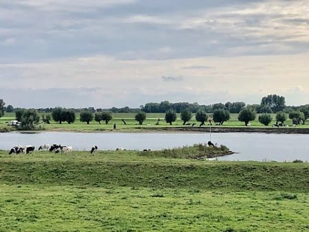 Bezielde eenvoud Hilde Backus koeien aan de rivier