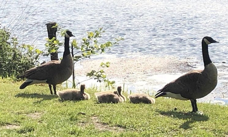 Piekeren-stress-natuur
