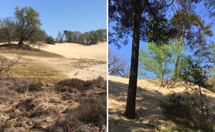 Loonse en Drunense duinen - Bernadette van de Laak