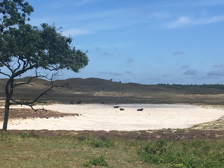 Wandelcoach Claudia Minnes koeien