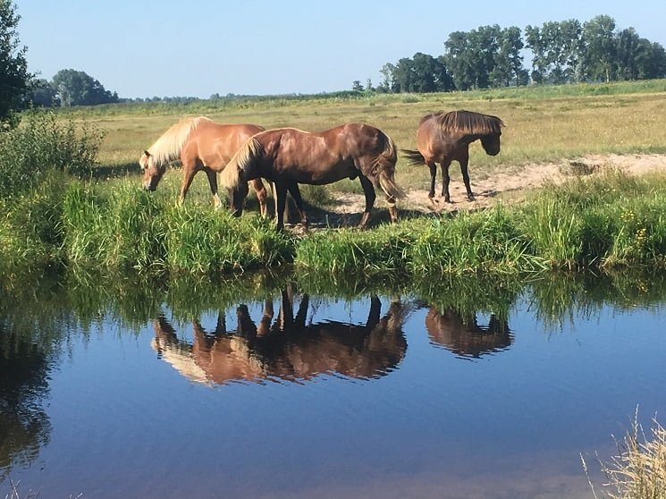 Wandelcoach Claudia Minnes natuur
