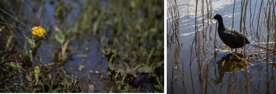 Natuur Broekpolder Vlaardingen