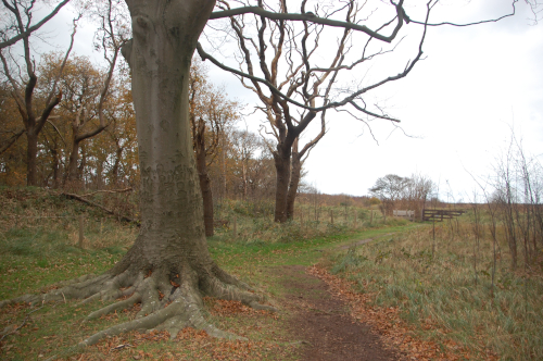Wandelcoach Annette Bol Solleveld