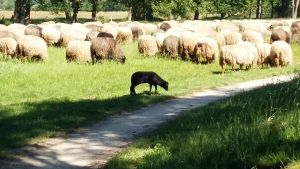 Zwarte-schaap-de-druk-van-geluk