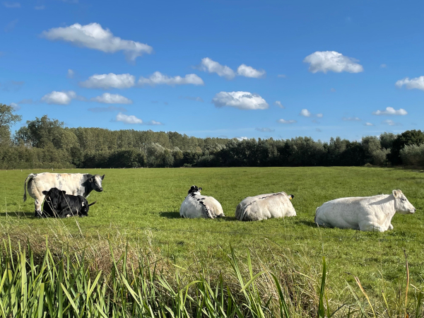 Voel je je wel eens eenzaam Koeien in weiland