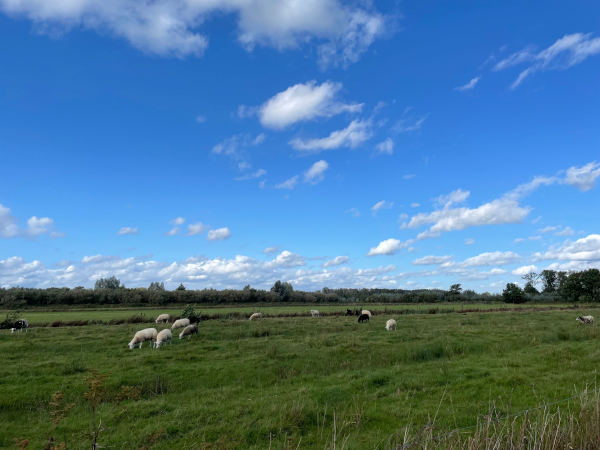 Voel je je wel eens eenzaam Schapen in weiland