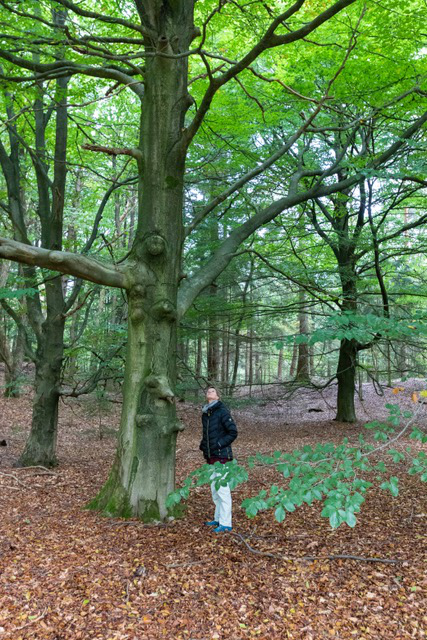Boom-kiezen-wandelcoaching-Loes-Steinebach