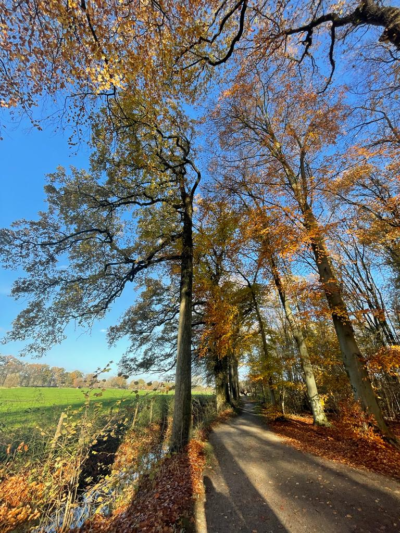 Bomen in de herfst Amelisweerd