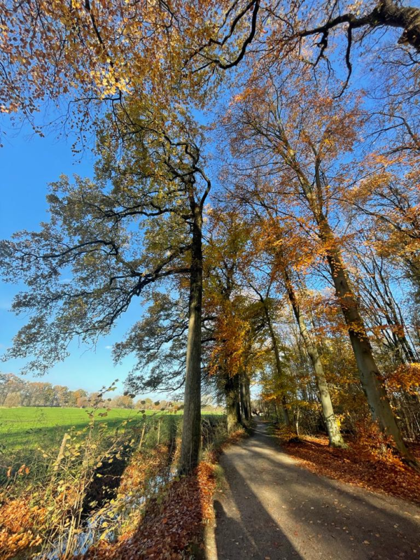 Bomen in Amelisweerd